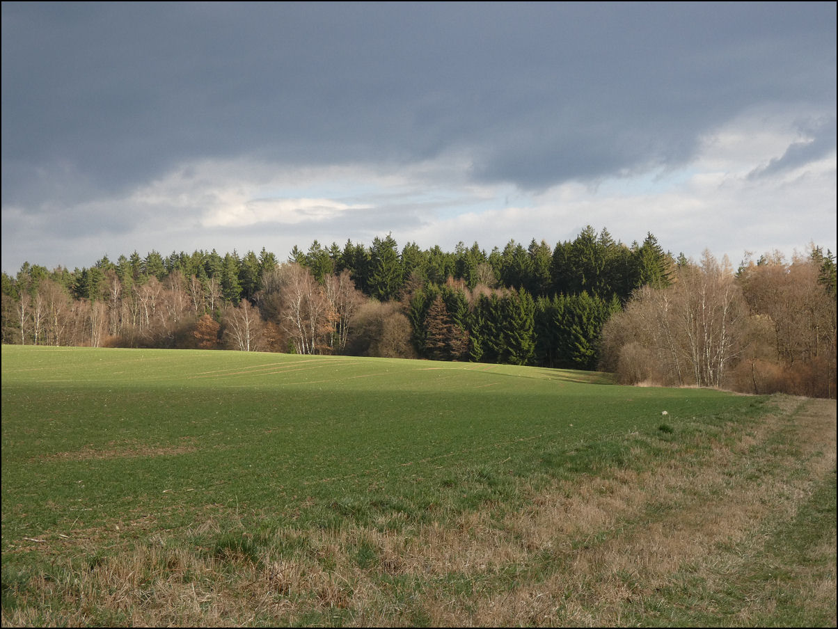 Kliknutím spusť galerii Svěže zelené pole s ozimými obilninami za proměnlivé jarní oblačnosti (Otradov-pole u lesa Vrchy, 03/2026).