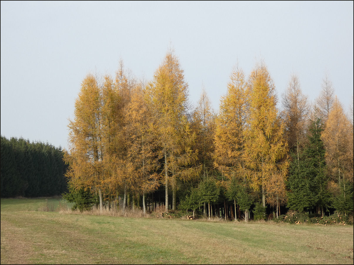 Kliknutím spusť galerii Modříny (Larix decidua) jsou na konci podzimu vybarvené, jehlice stále setrvávají na stromech (Otradov-okraj lesa Kablaně, 11/2025).