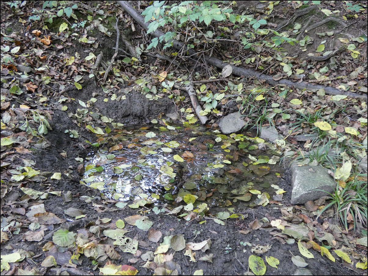 Kliknutím spusť galerii Voda nepřetéká. Narůstající spad listí je v této době podpořen krátícím se dnem a občasnými ranními mrazíky (10/2025).