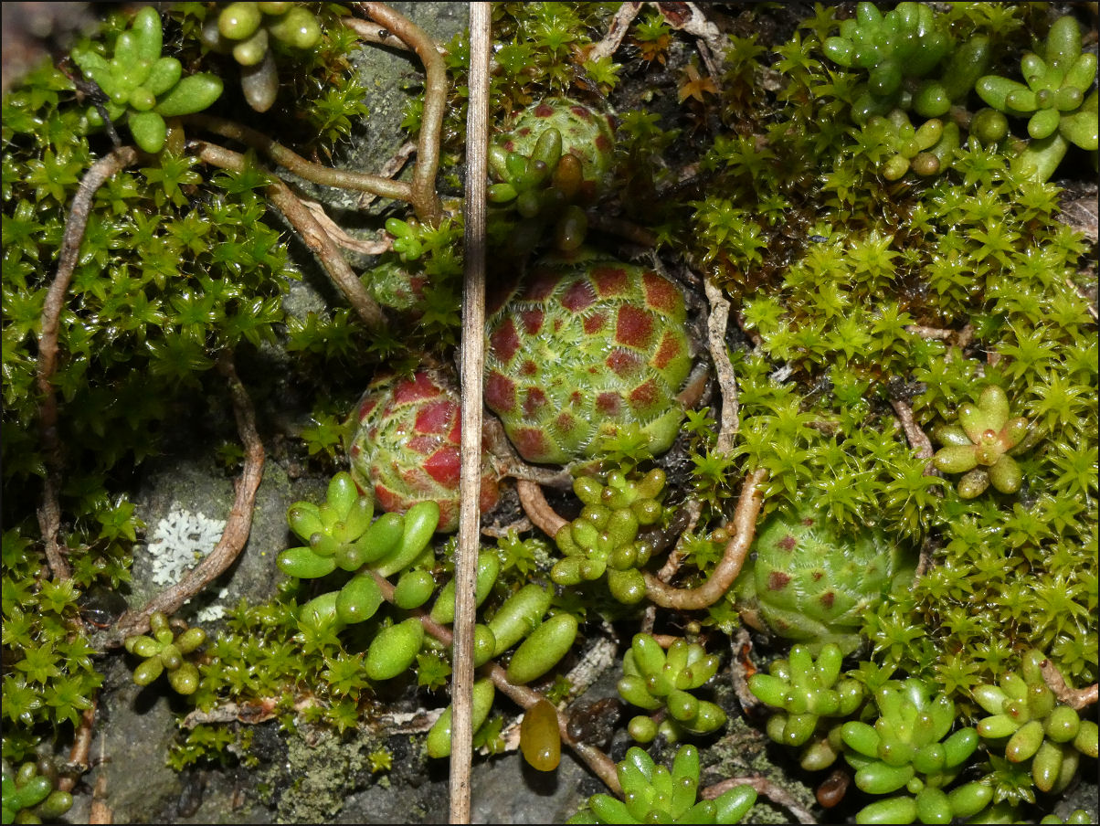 Kliknutím spusť galerii Netřeskovce (Jovibarba globifera) ve skalních štěrbinách se podílejí na vzniku specifické vegetace (Blansko, 12/2025).